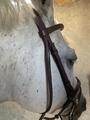 Filet chetak taille cheval havane