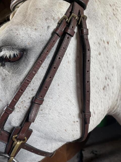 Filet chetak taille cheval havane