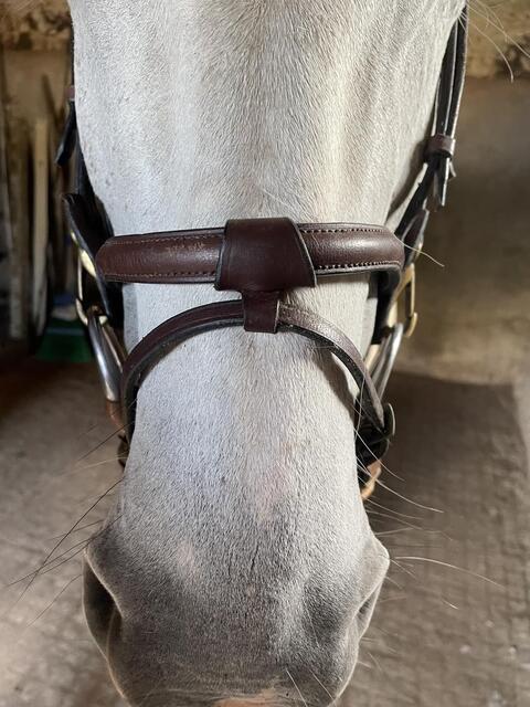 Filet chetak taille cheval havane