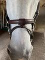 Filet chetak taille cheval havane