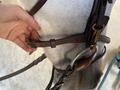 Filet chetak taille cheval havane
