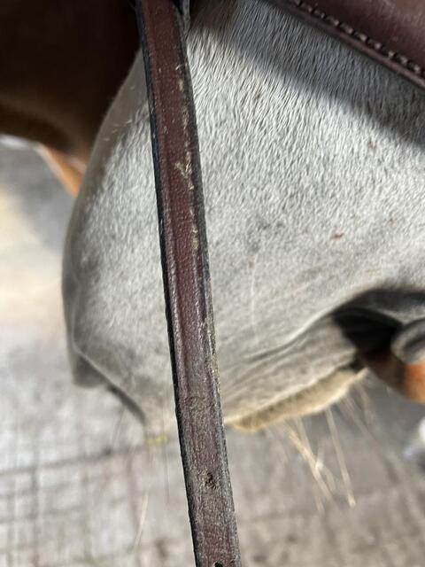 Filet chetak taille cheval havane