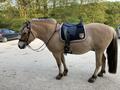 Selle Thorowgood T8 dressage