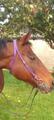 Filet violet plastique endurance