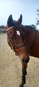 Sidepool avec mors pour passer son cheval en sans mors