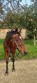 Sidepool avec mors pour passer son cheval en sans mors