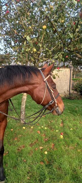 Sidepool avec mors pour passer son cheval en sans mors
