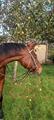Sidepool avec mors pour passer son cheval en sans mors