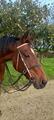 Sidepool avec mors pour passer son cheval en sans mors