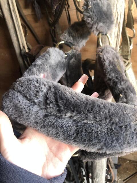 Licol KENTUCKY COB