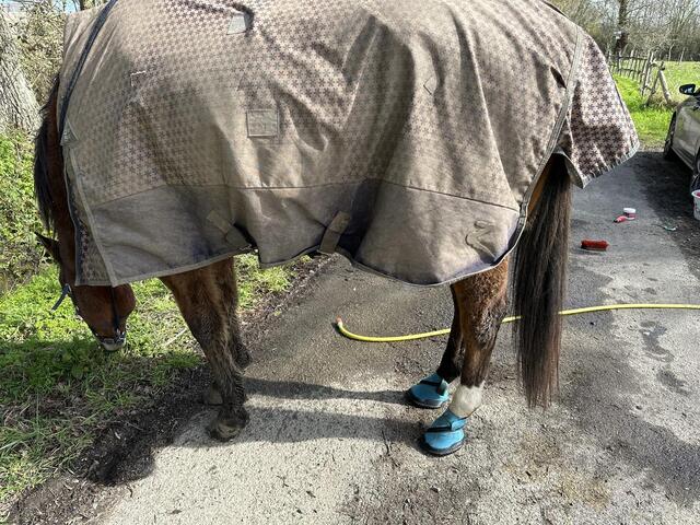 Hipposandales