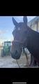 Ikonic elite bridon & martingaal
