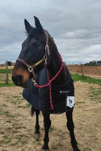 Couverture cheval Shamrock Power Bucas