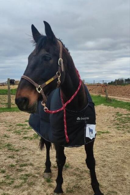 Couverture cheval Shamrock Power Bucas