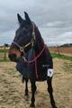 Couverture cheval Shamrock Power Bucas