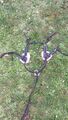 Collier de chasse 5 points