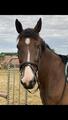 Bridon dy'on 'working' taille cheval noir