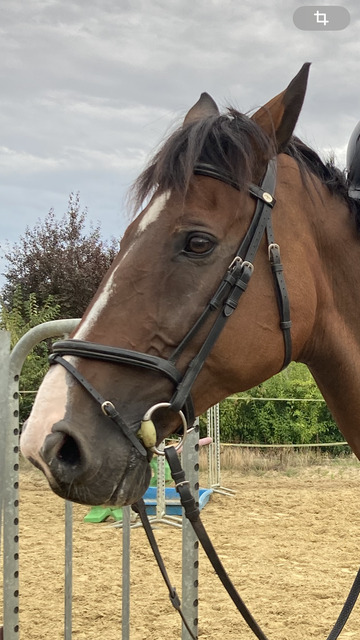 Bridon dy'on 'working' taille cheval noir