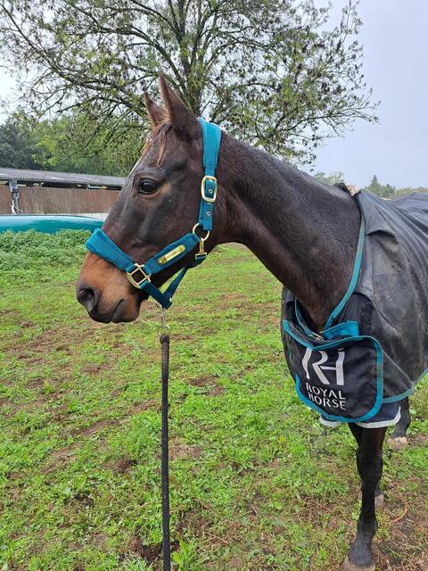Licol Kentucky neuf