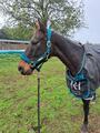 Licol Kentucky neuf