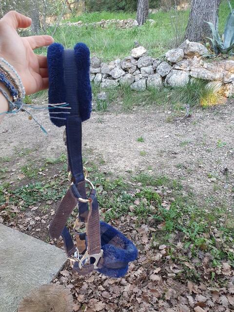 Licol bleu marine/roi