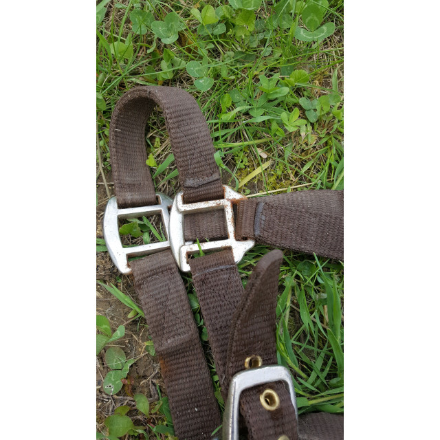 Licol marron taille shetland