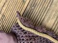 HKM - Bonnet marron et or