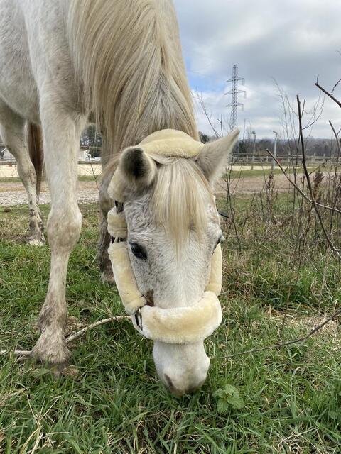 Licol mouton LEMIEUX
