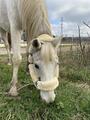 Licol mouton LEMIEUX