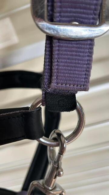 Licol LeMieux Capella Iris Cob et sa longe Lasso