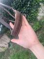 Licol en cuir