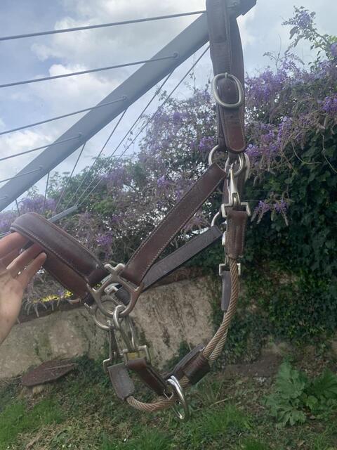 Licol en cuir