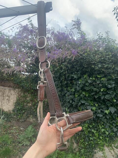 Licol en cuir