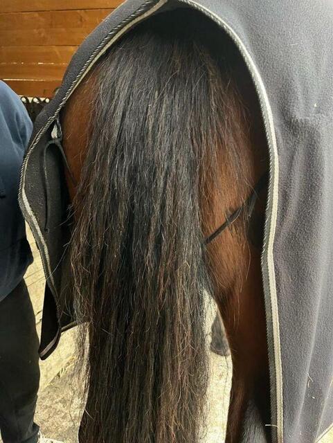 Polaire cheval 145cm