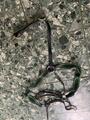 collier de chasse