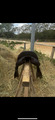 Selle de cheval