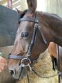Bridon canter