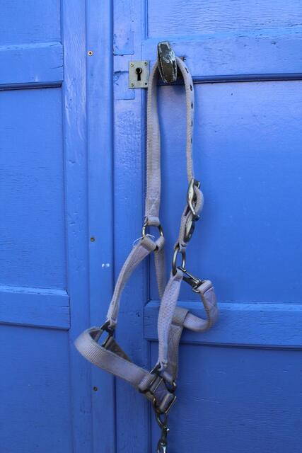 licol taille cob