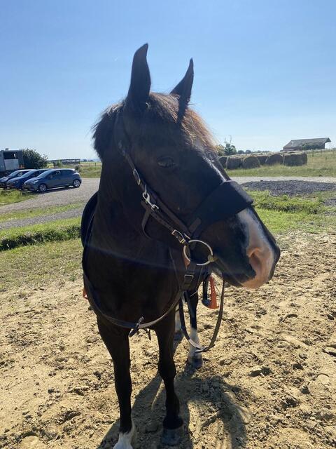 Bridon equitrense vario