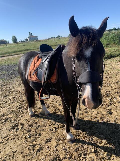 Bridon equitrense vario