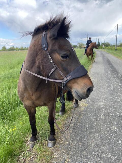 Bridon equitrense vario