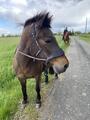 Bridon equitrense vario