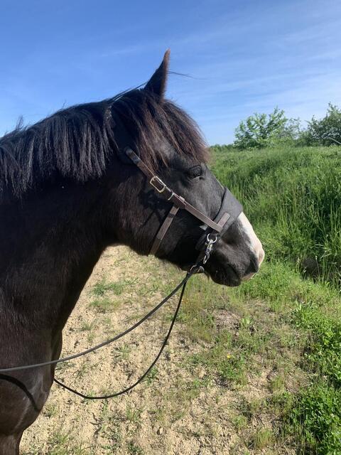 Bridon equitrense vario