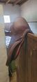 Selle jumping Arion 18"