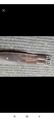 Sangle cuire marron 125cm