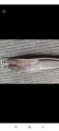 Sangle cuire marron 125cm
