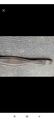 Sangle cuire marron 125cm