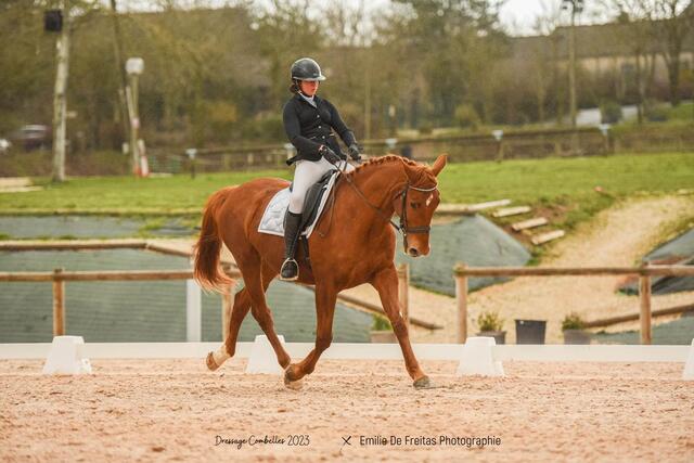 Selle dressage
