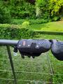 Protection de dressage ZANDONA