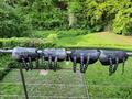 Protection de dressage ZANDONA